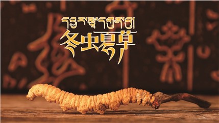 那曲新鮮冬蟲夏草什么時候采挖？